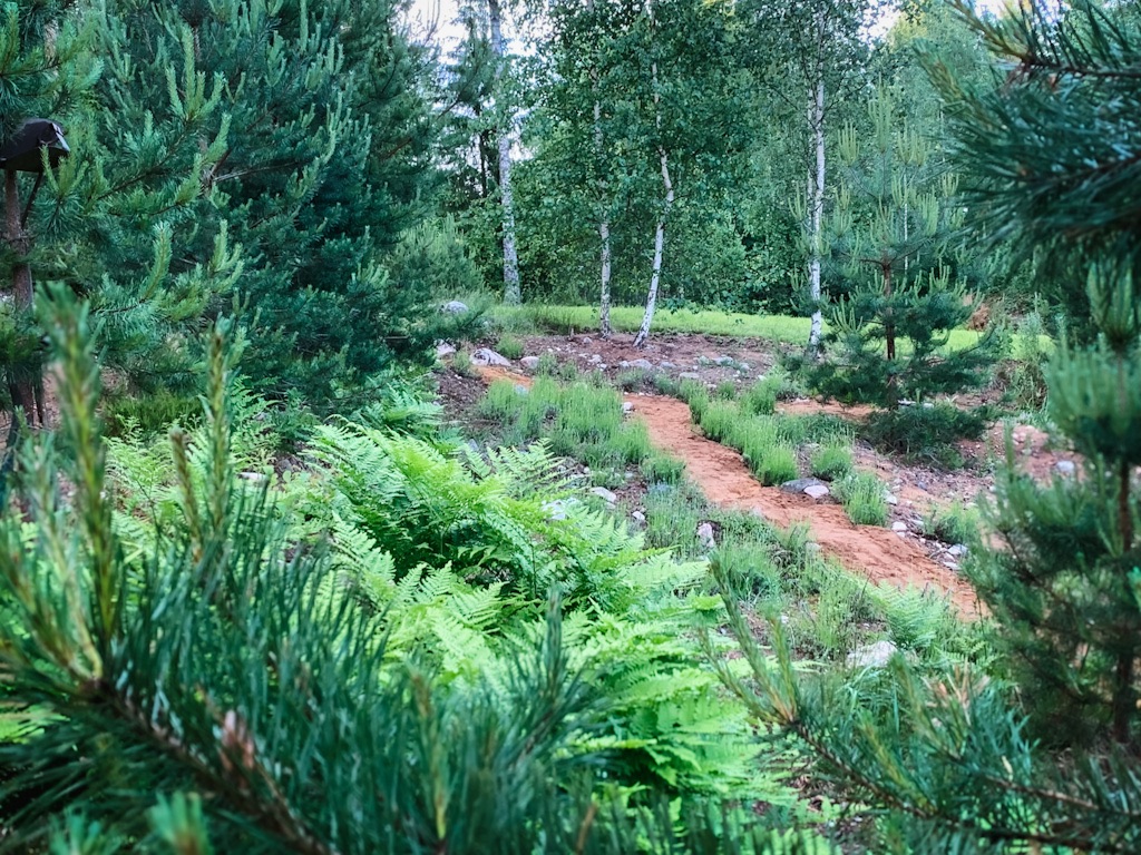 Lavender time in Northern woods